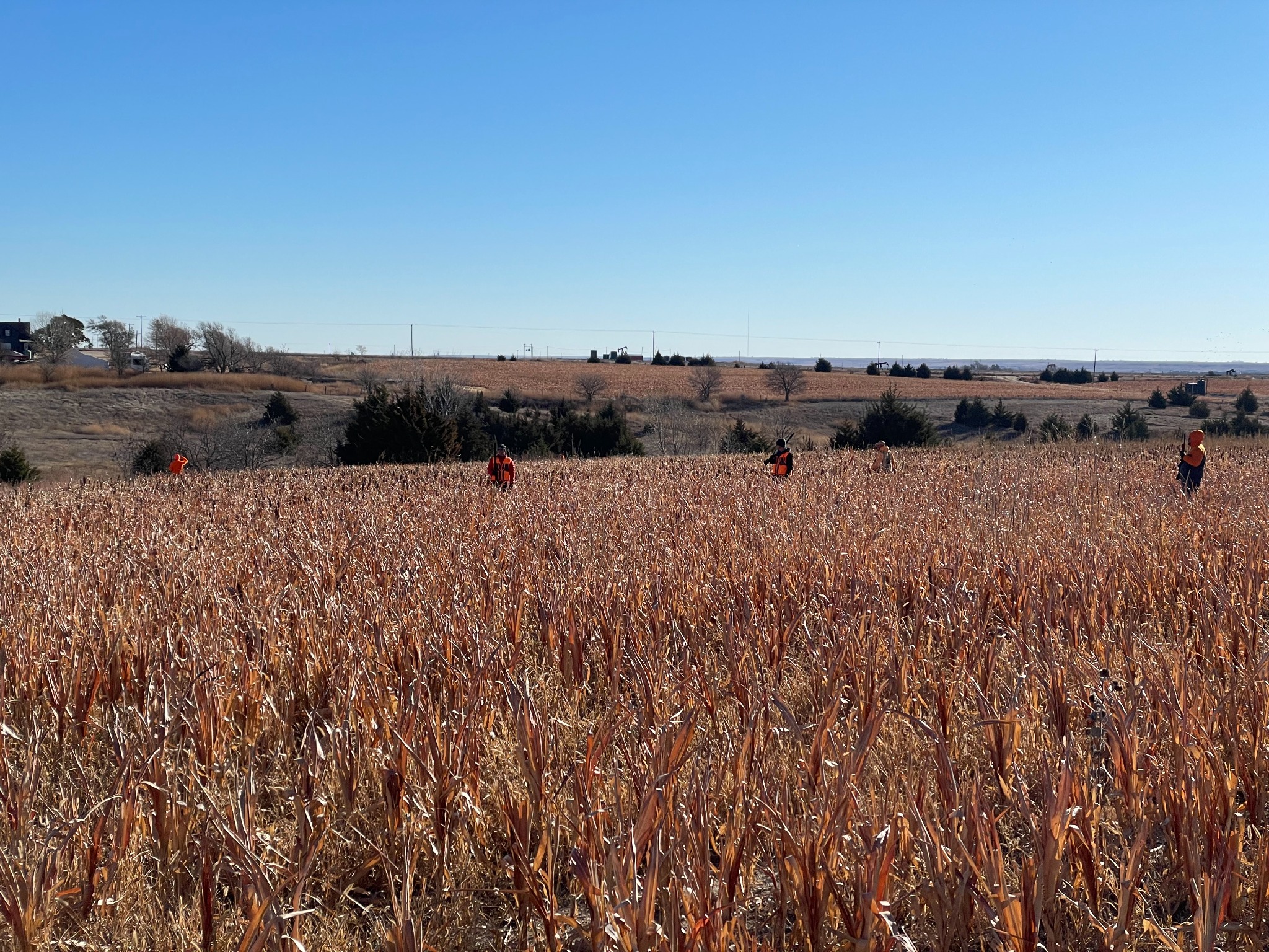 Hunters walking in Kansas field